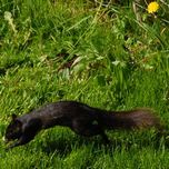 black squirrel hop