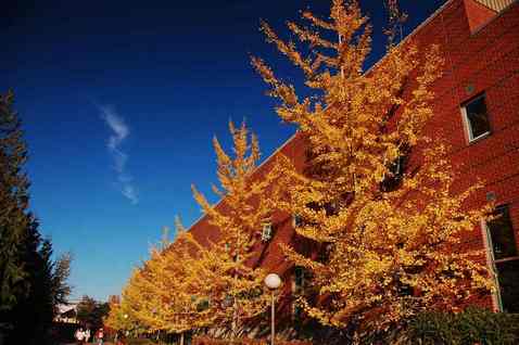 Fall ginko